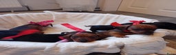 Dachshund dogs for sale: Dachshund puppies  - Advert 10
