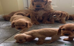 Cocker Spaniel dogs for sale: OUT STANDING GOLDEN SHOW TYPE COCKER SPANIEL  - Image 30