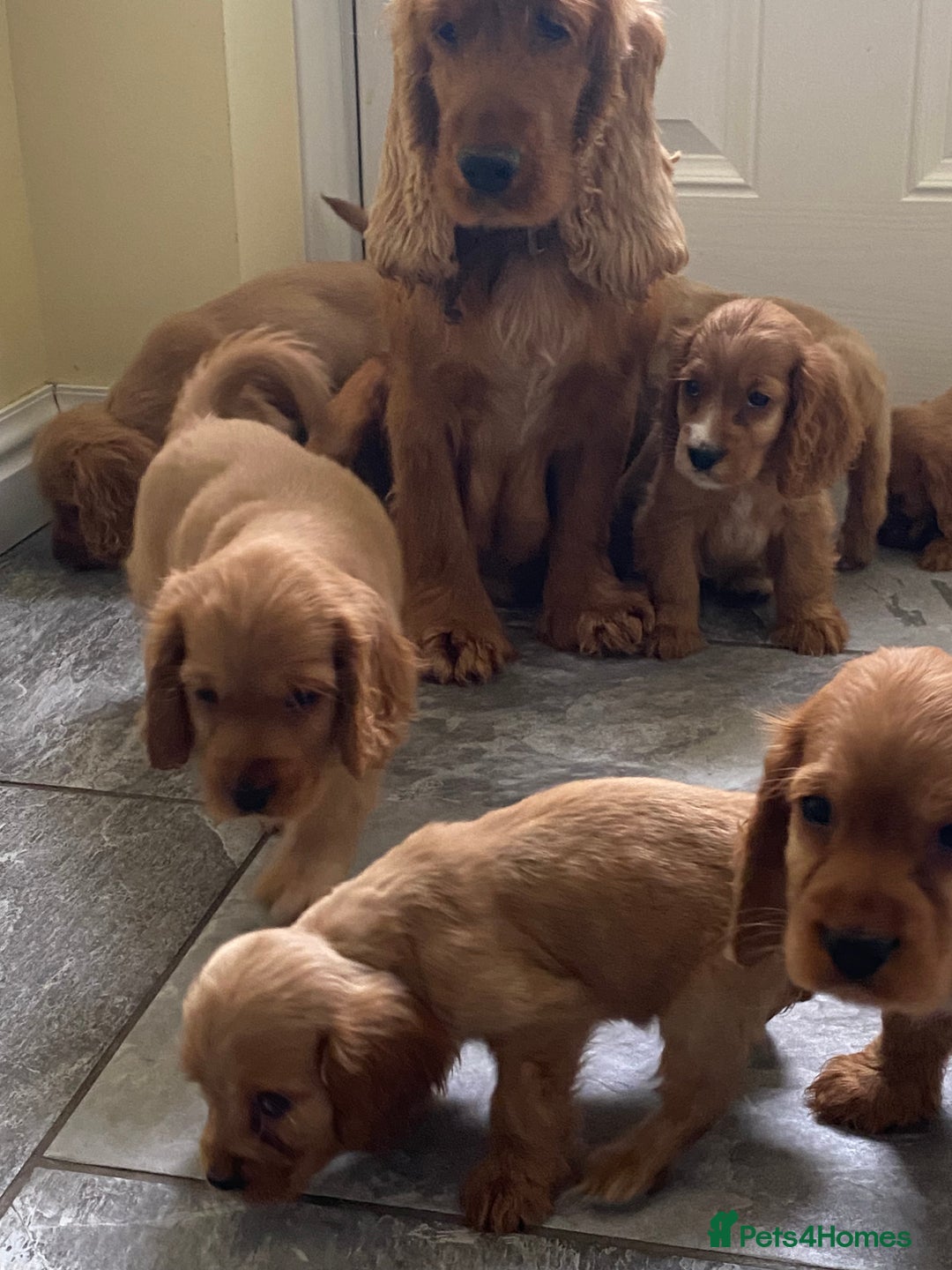 Cocker Spaniel dogs for sale: OUT STANDING GOLDEN SHOW TYPE COCKER SPANIEL  - Image 30