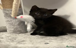 Mixed Breed cats for sale: Beautiful Kittens Looking for a Loving Home 🐾 - Image 8