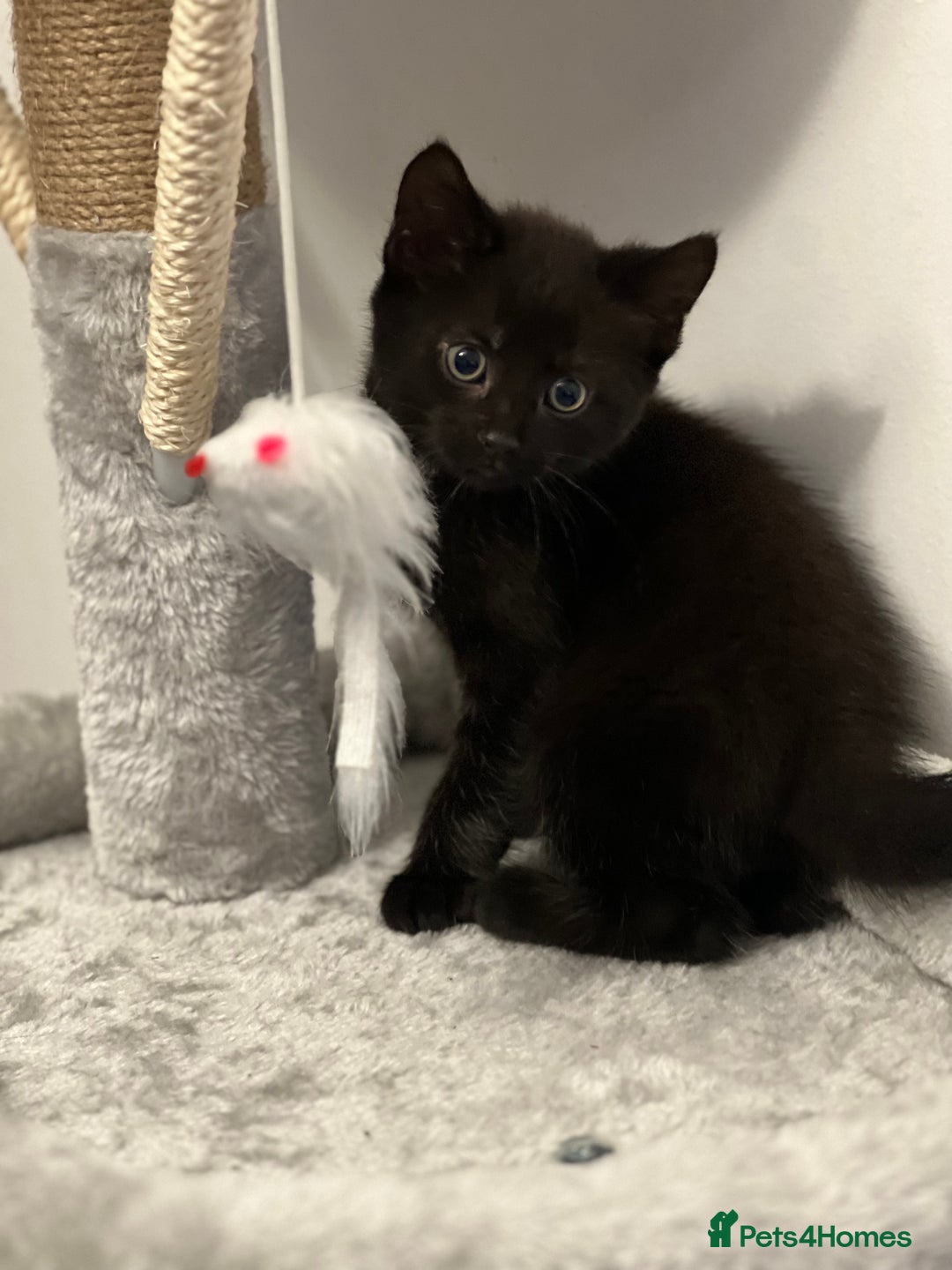 Mixed Breed cats for sale: Beautiful Kittens Looking for a Loving Home 🐾 - Image 8