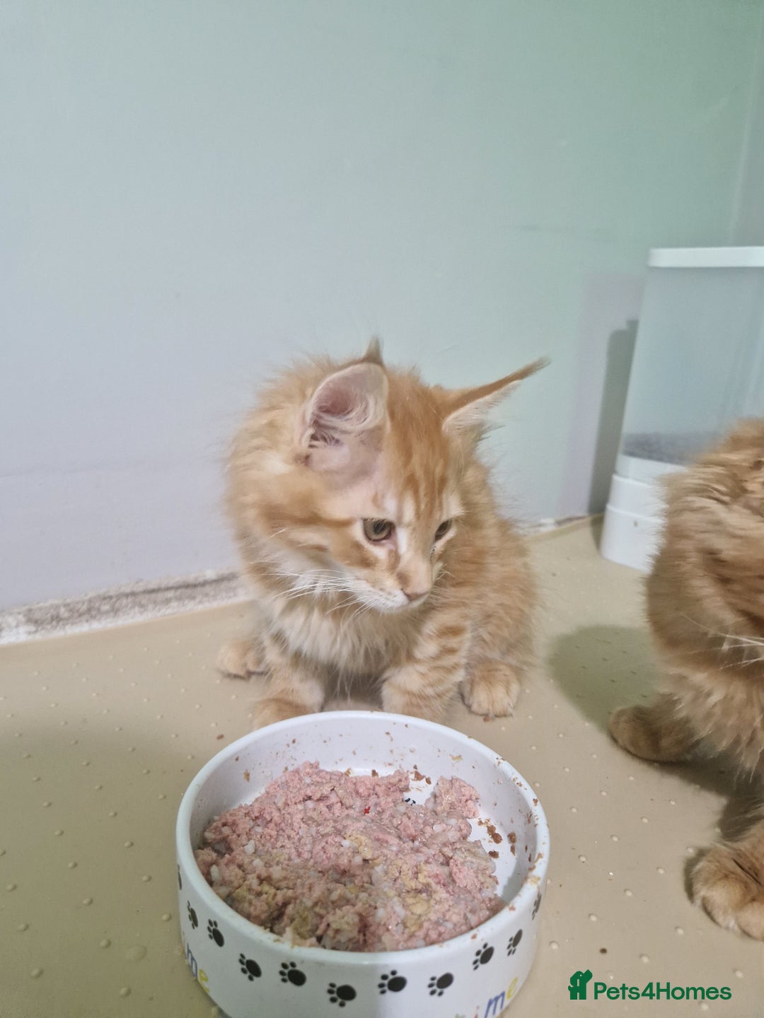 Maine Coon cats for sale: 2 Maine Coon Kittens  - Advert 4