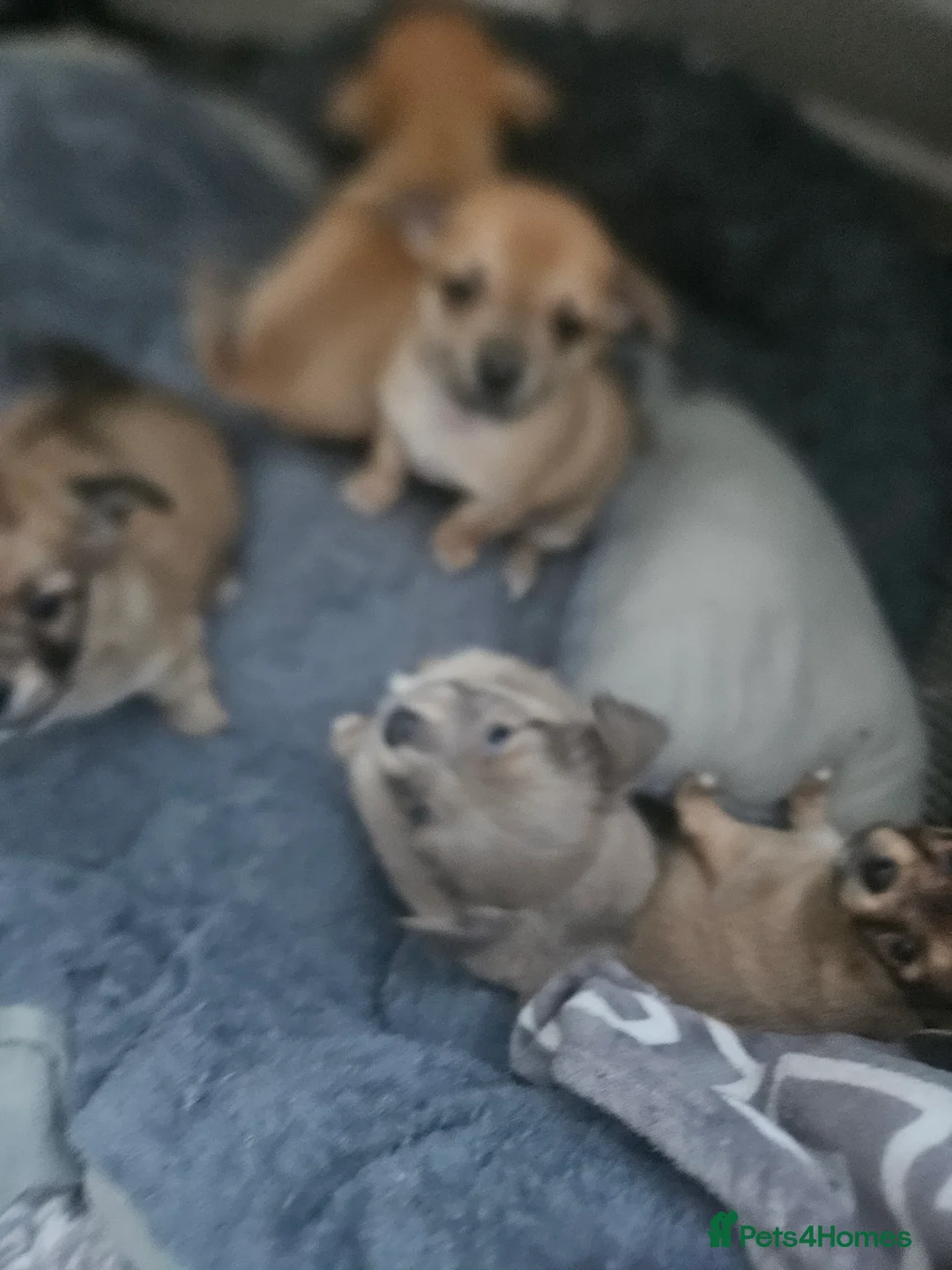Chihuahua dogs for sale: Applehead chihuahua  in Carshalton - Advert 5