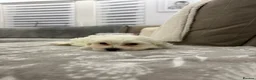 Maltese dogs for sale: Maltese puppies  in Denny - Advert 6