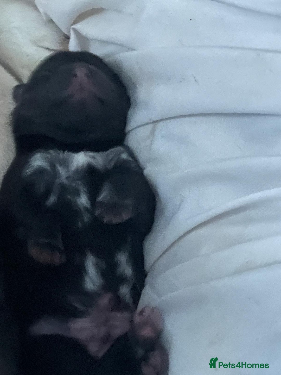 Mixed Breed dogs for sale: Chowski pups for sale - Image 13