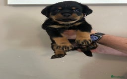 Rottweiler dogs for sale: Chunky Rottweilers for Sale - Image 14