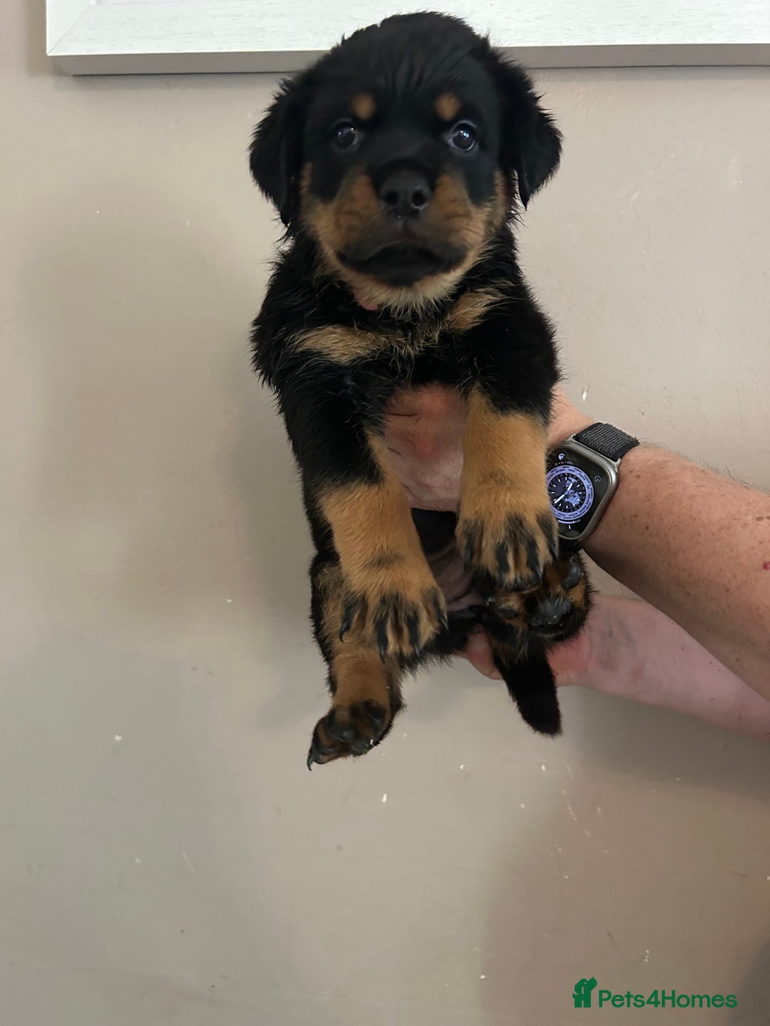 Rottweiler dogs for sale: Chunky Rottweilers for Sale - Image 14