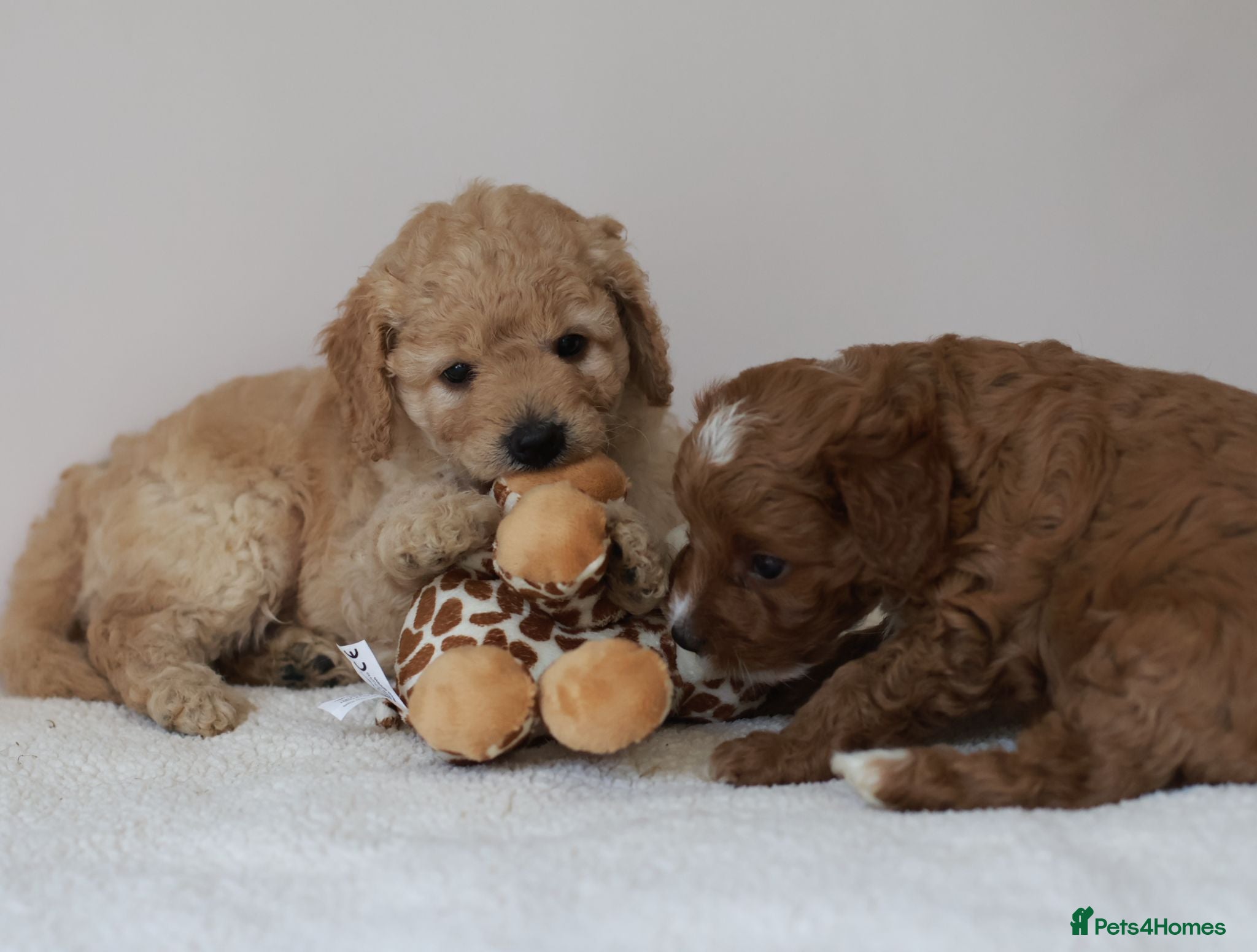 Cavapoo dogs 5*Licensed+DNAtested+Vetchecked+Red+Apricot+Cream - Advert 1