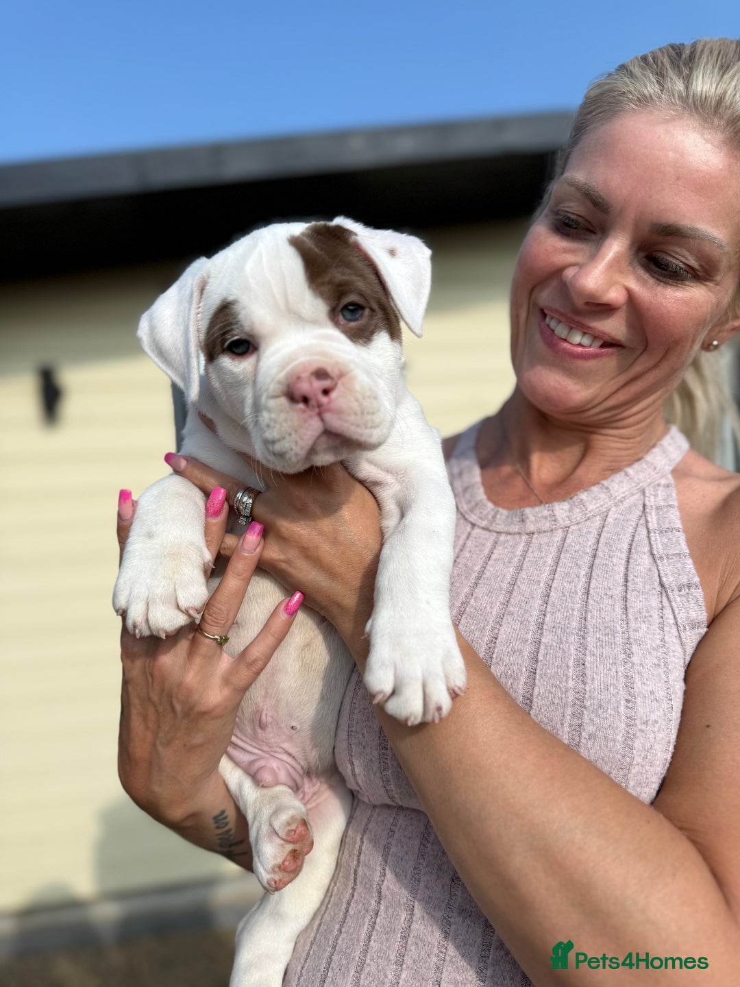 Olde English Bulldogge dogs for sale: Olde English Bulldogge puppies - Image 4