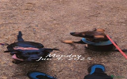 Mixed Breed dogs for sale: 2 Shepweiler Puppies  - Image 7