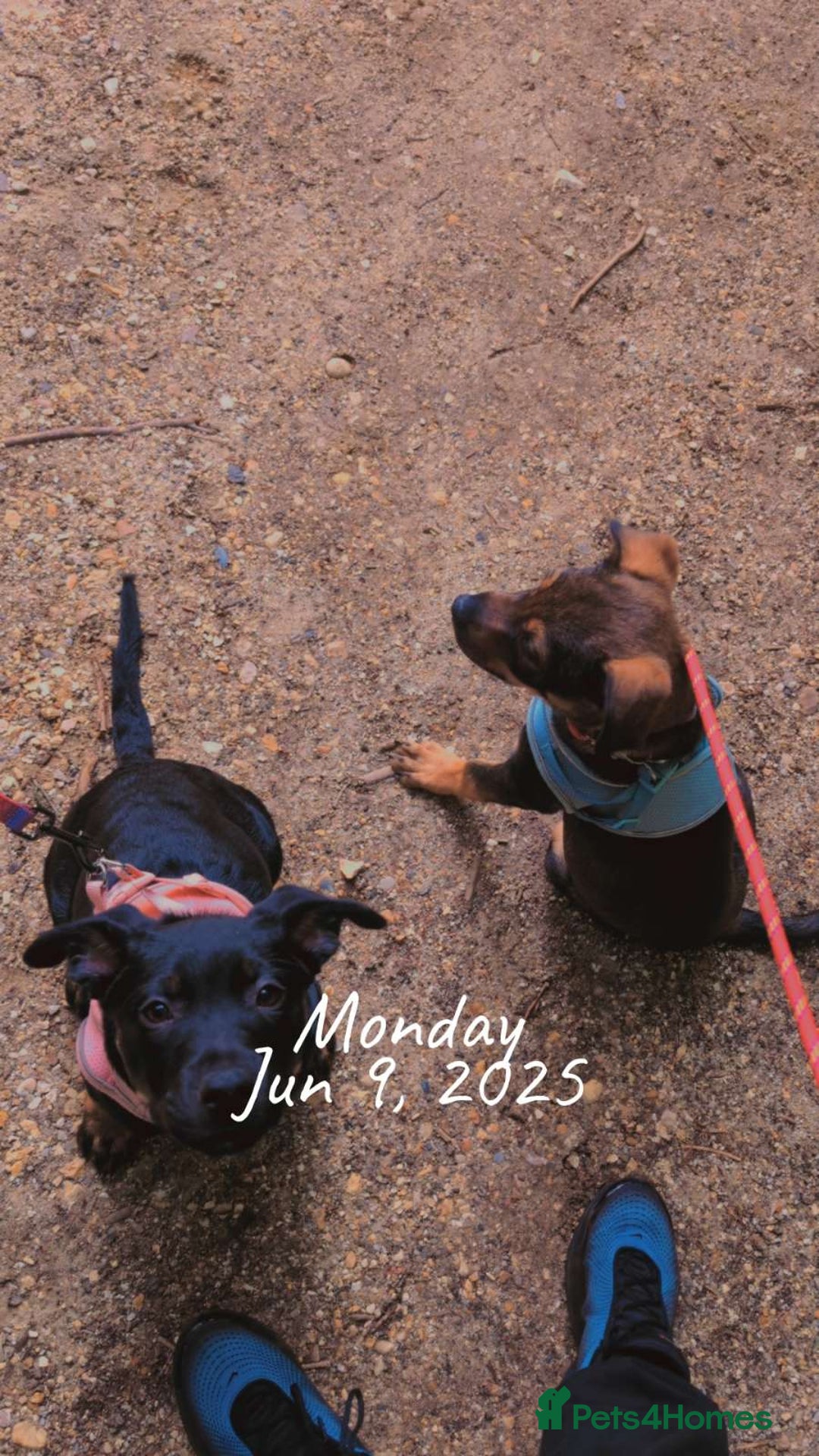 Mixed Breed dogs for sale: 2 Shepweiler Puppies  - Image 7