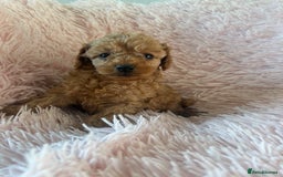 Toy Poodle dogs for sale: Beautiful Toy Poodles  - Image 10