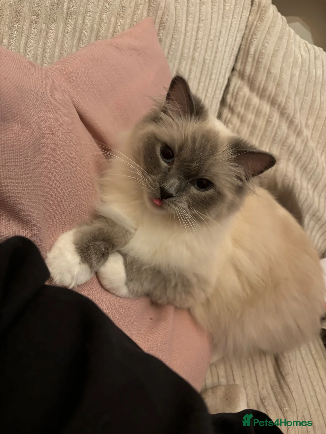 Ragdoll cats for sale: Female Ragdoll  in Egham - Advert 2