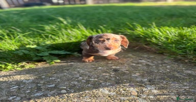 Dachshund dogs - Advert 13