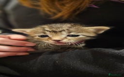 Mixed Breed cats for sale: 4 male kittens remaining, ready 25th October - Image 9