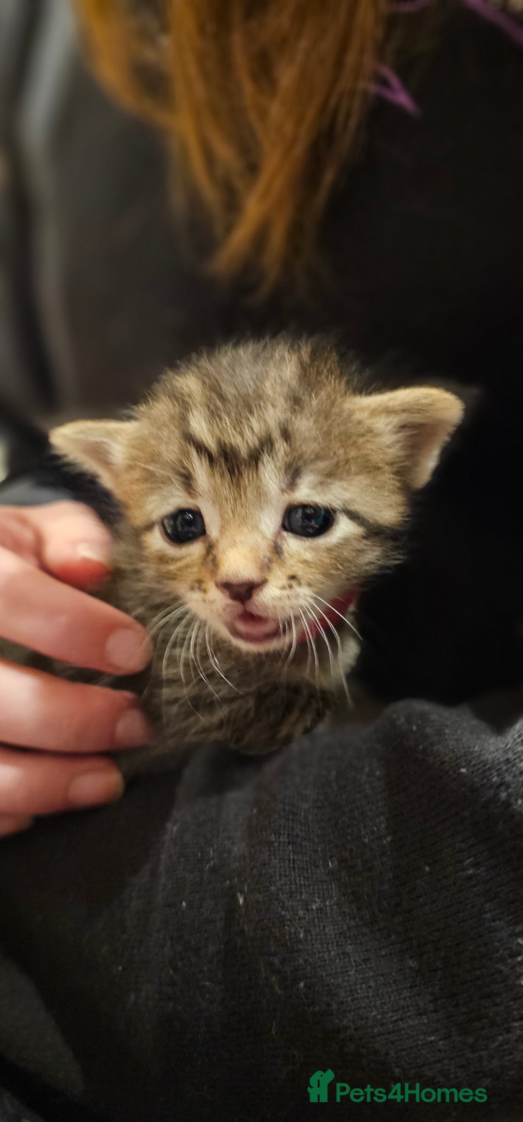 Mixed Breed cats for sale: 4 male kittens remaining, ready 25th October - Image 9