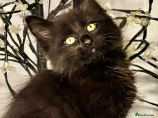 Mixed Breed cats Beautiful Fluffy Kittens Ready For Loving Homes 🐾 - Advert 1