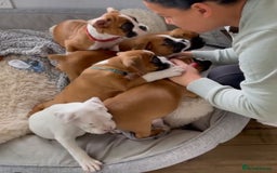 Boxer dogs for sale: Stunning beautiful Boxers - Advert 8