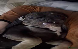Mixed Breed dogs for sale: 2 Year Old Frenchie x English Bulldog - Image 4