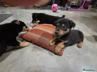 Mixed Breed dogs Beautiful Black & Tan and Brown & Tan Kelpie cross - Advert 2