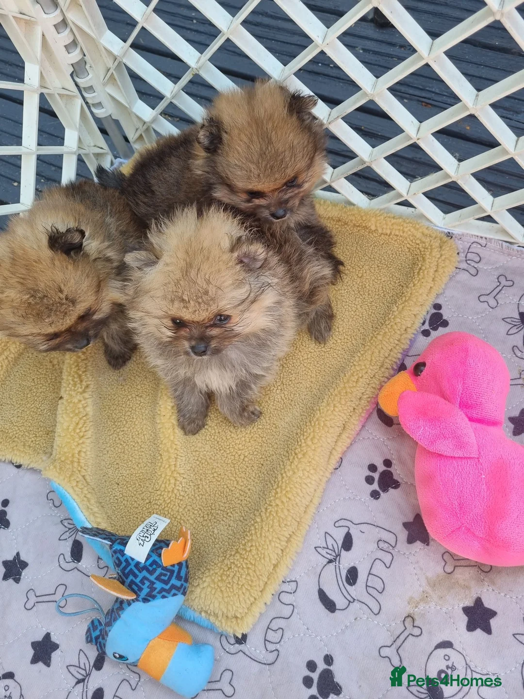 Pomeranian dogs for sale: Pomeranian  - Advert 4