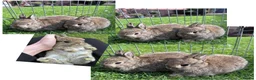 Netherland Dwarf rabbits for sale: Two Male Agouti Netherland Dwarfs - Advert 3