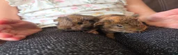 Guinea Pig rodents for sale: Baby guinea pigs, 1 girl, 1 boy - Advert 3
