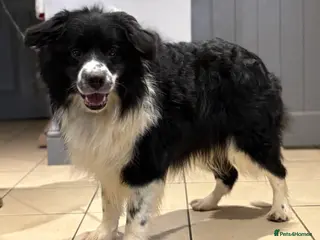 Border Collie dogs Finn Our Handsome Border Collie STUD ONLY - Advert 1