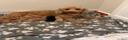 Cockapoo dogs for sale: F2 Cockapoo Puppies - Advert 15