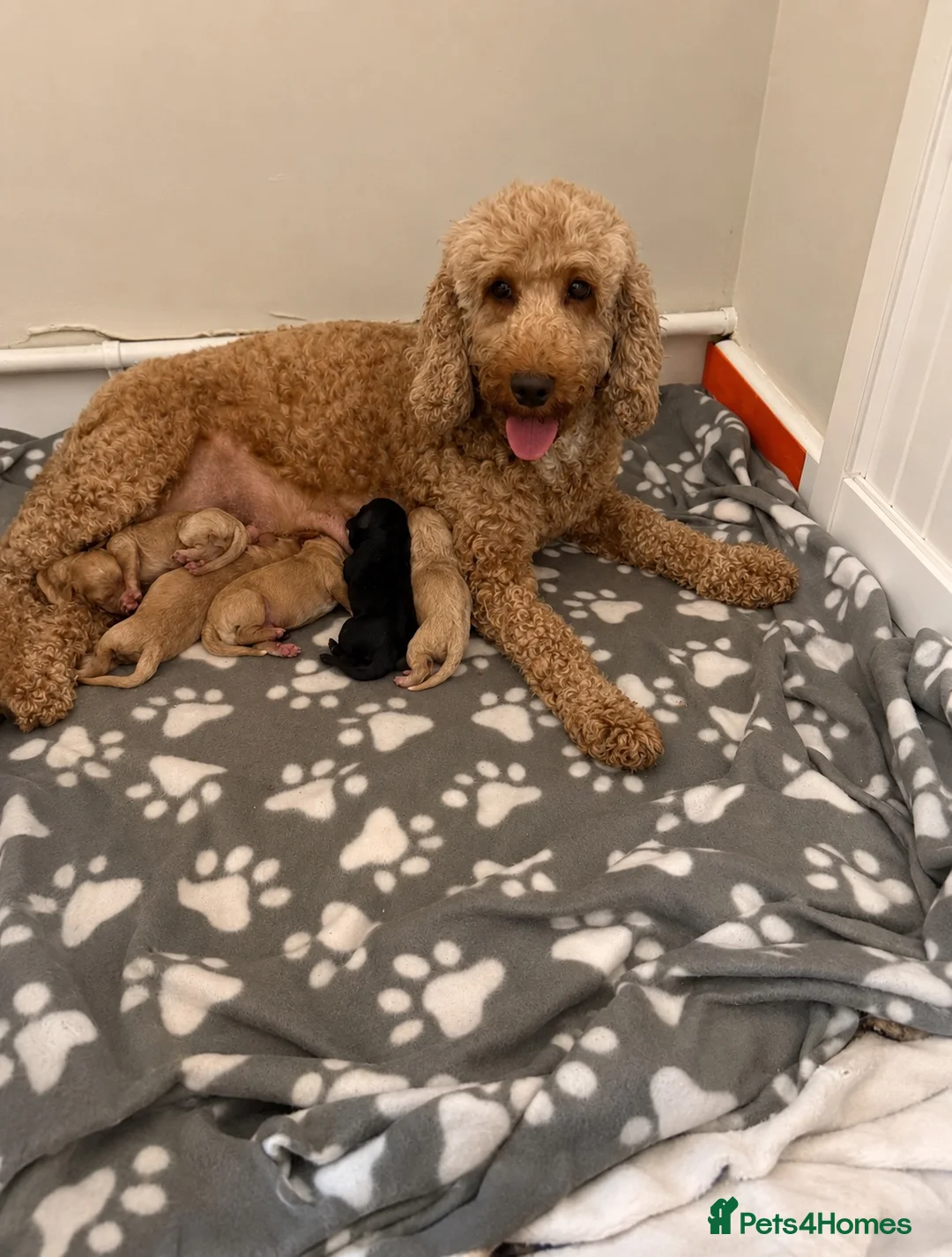 Cockapoo dogs for sale: F2 Cockapoo Puppies - Advert 15