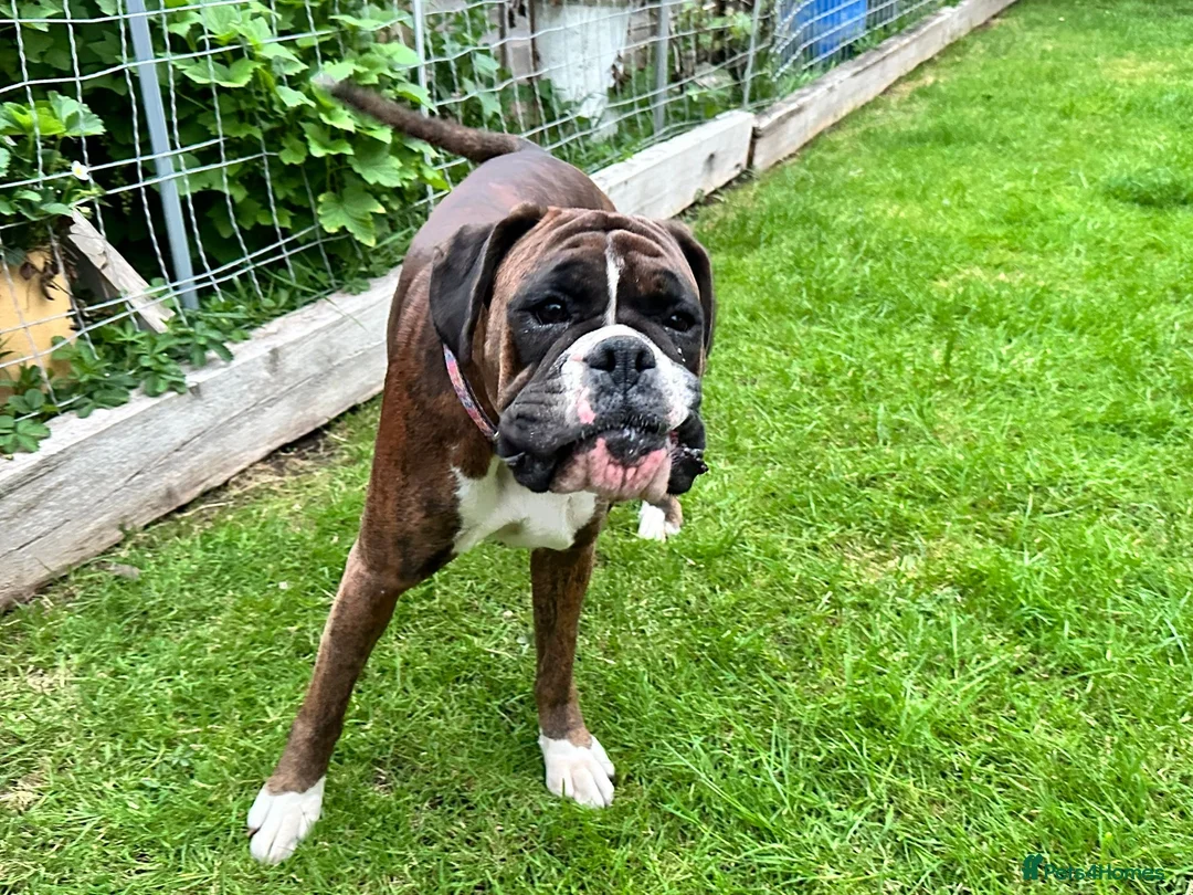 Boxer dogs for sale: Beautiful Female Boxer- Experienced Home Only  - Advert 2