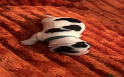 Cocker Spaniel dogs for sale: 4 Cocker spaniel puppy’s  - Advert 11