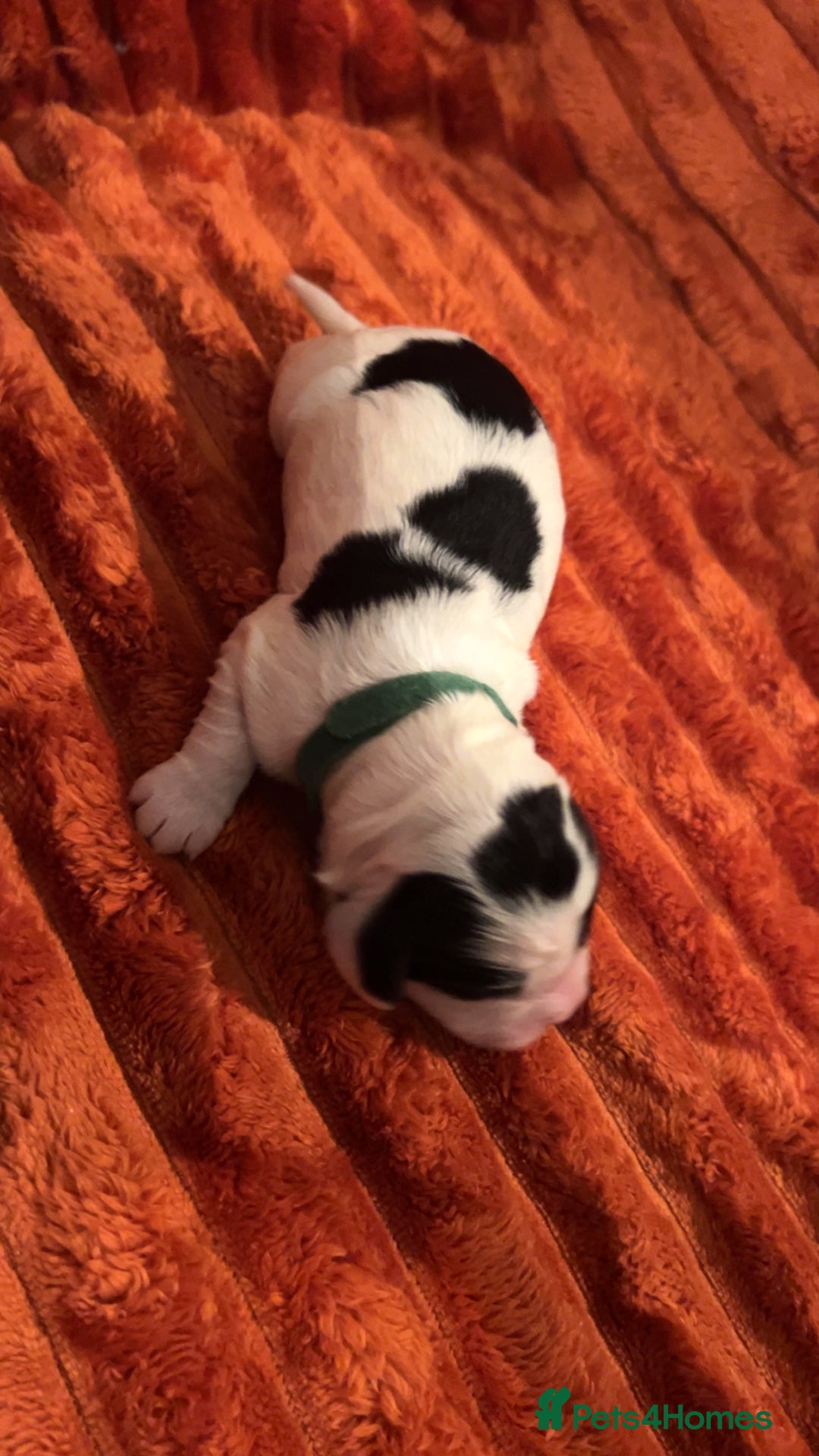 Cocker Spaniel dogs for sale: 4 Cocker spaniel puppy’s  - Advert 11