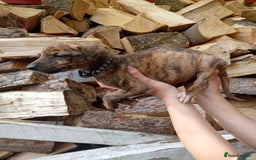 Lurcher dogs for sale:  READY NOW. Adorable lurcher puppy's  - Image 9