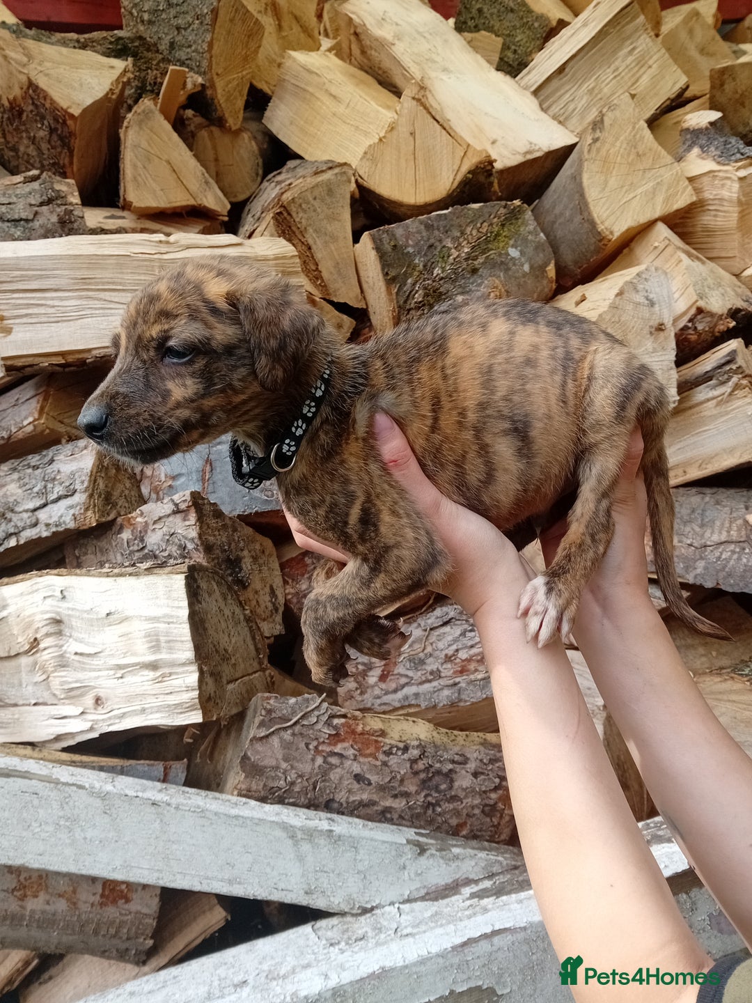 Lurcher dogs for sale:  READY NOW. Adorable lurcher puppy's  - Image 9