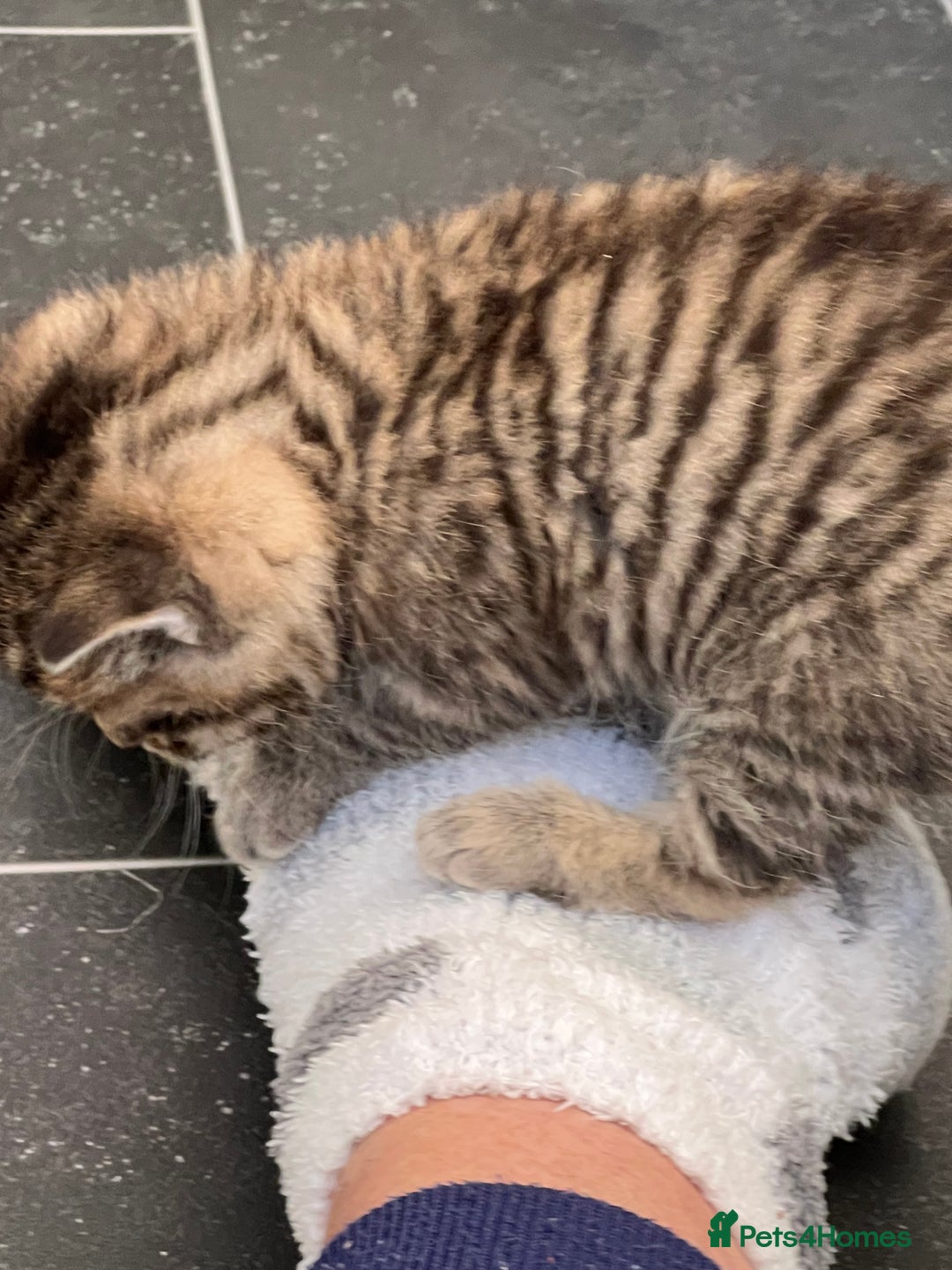 Mixed Breed cats for sale: CLEMENTINE’S CUTIES - (MUM with BENGAL)   - Advert 22