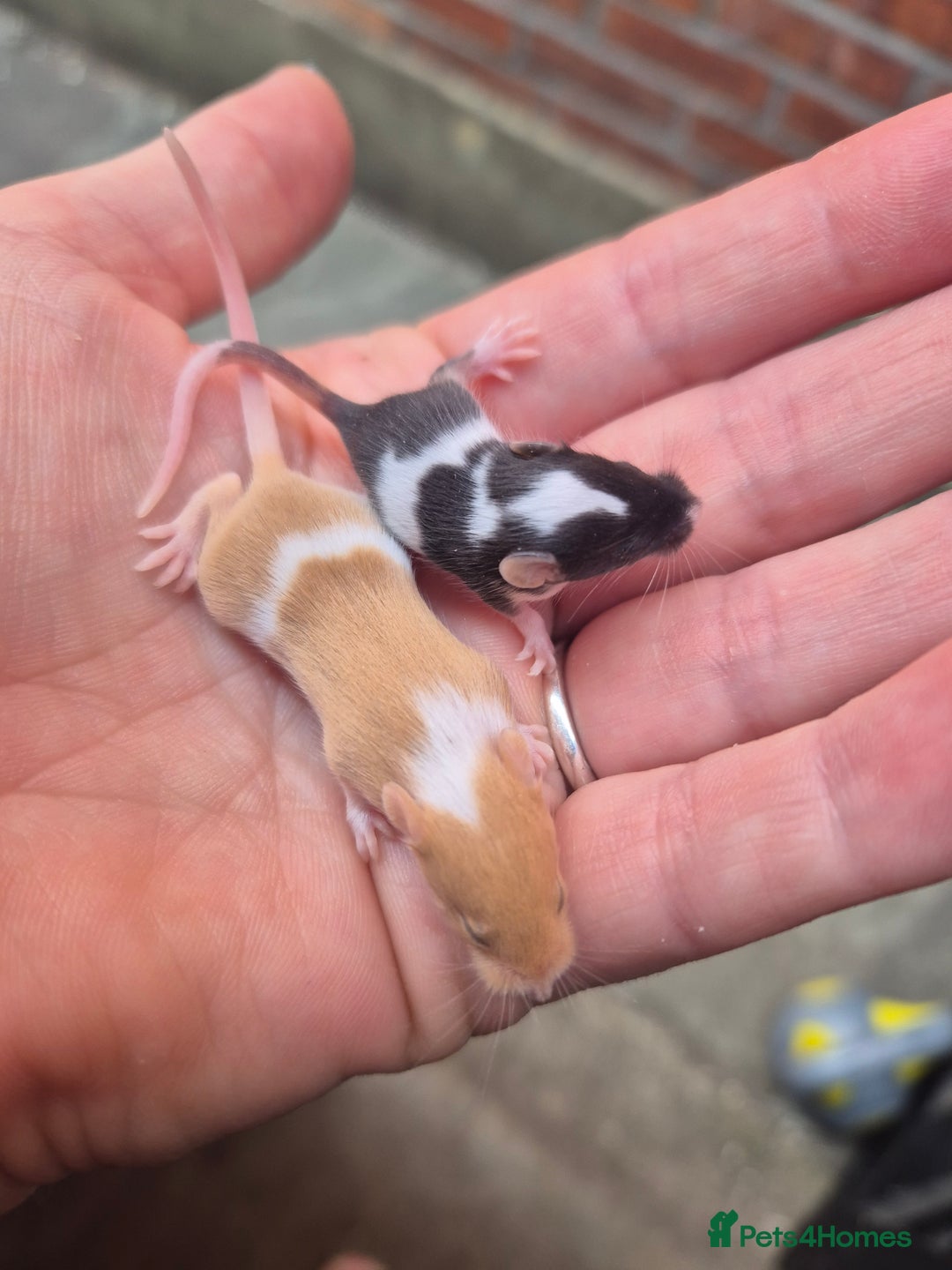 Mouse rodents for sale: Fancy mice for sale - Image 9