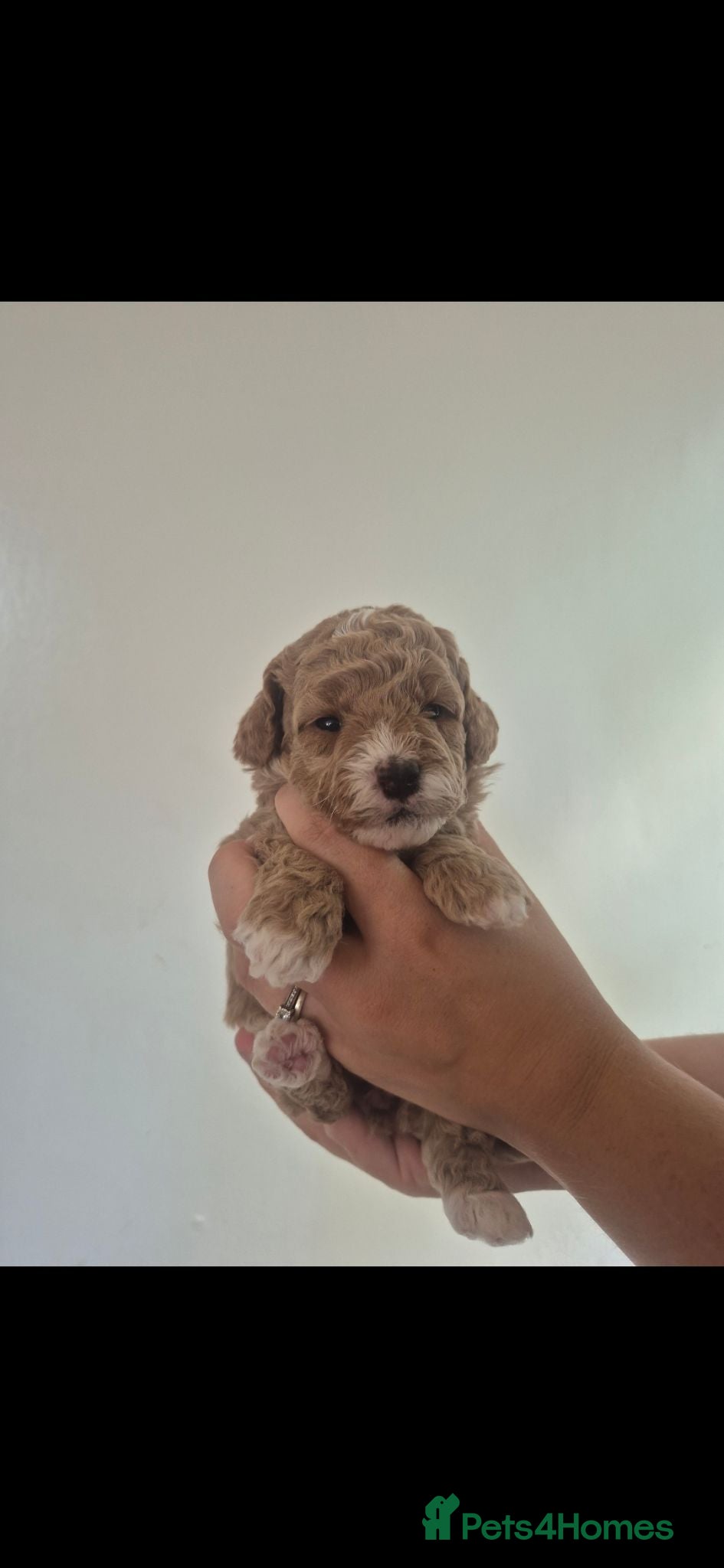 Cockapoo dogs F1B red and apricot curly and wavy cockapoos - Advert 1