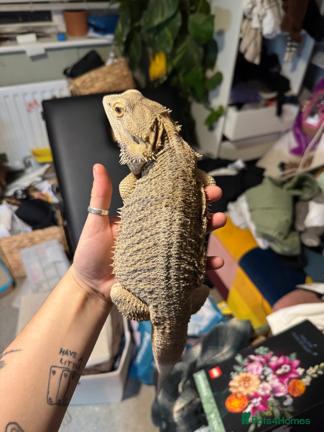 Bearded Dragon reptiles for sale: Male bearded dragons - Image 2