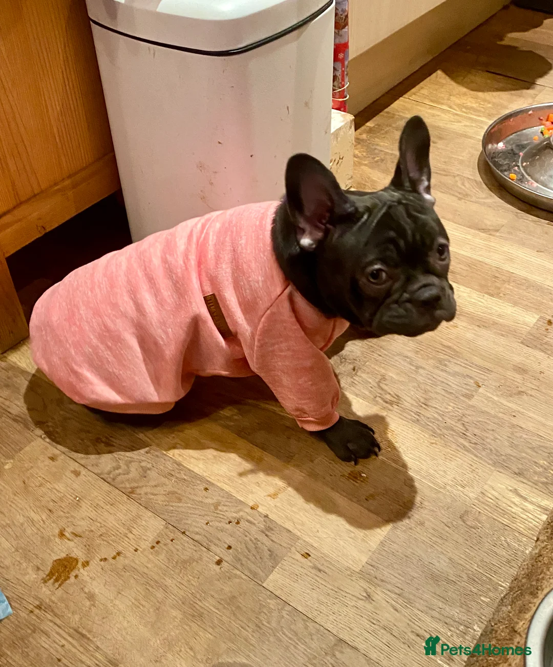 French Bulldog dogs for sale: KC registered French Bulldog Girl  & 1 Boys 🐶❤️ - Advert 25