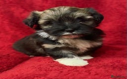 Havanese dogs for sale: Beautiful Havanese Puppies  - Image 18