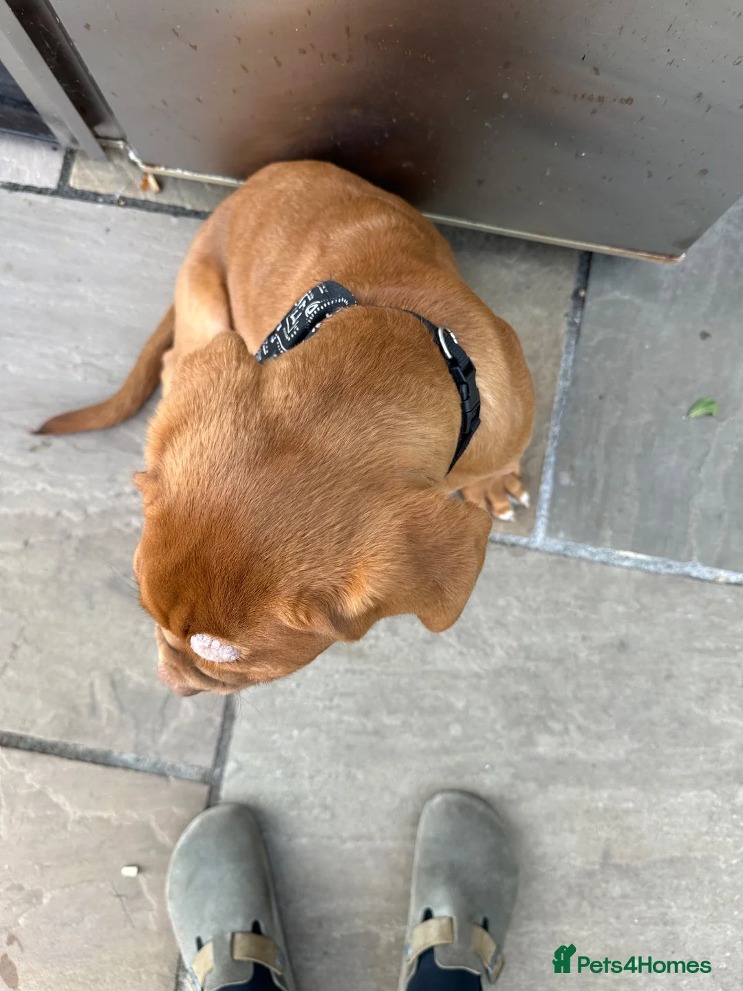 Dogue De Bordeaux dogs for sale: Diesel - 5 month old male puppy  in Gloucester - Advert 5