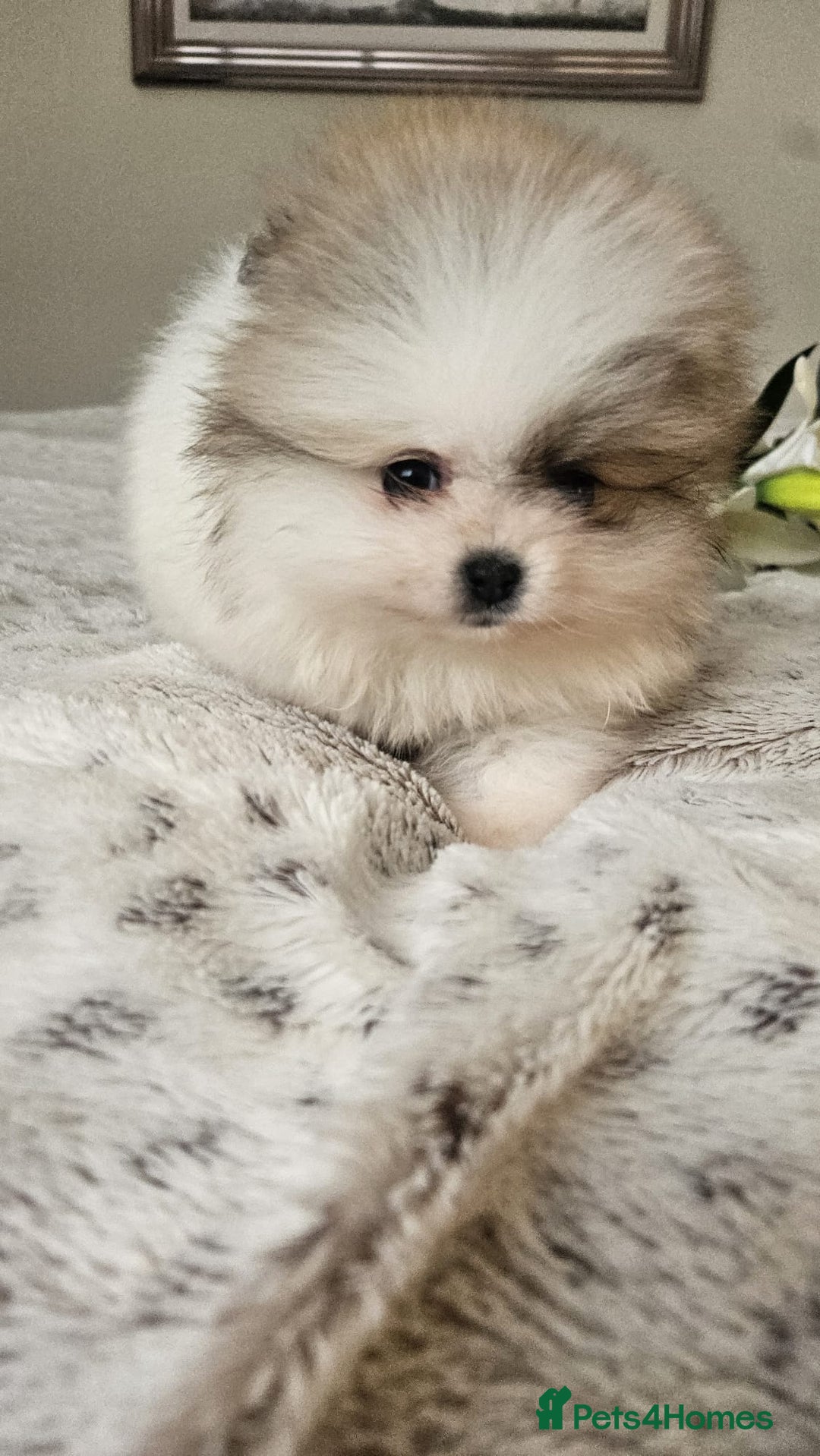 Pomeranian dogs for sale: Little beautiful pomeranians Tamworth  - Advert 18