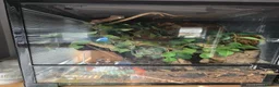 Gecko reptiles for sale: Female gargoyle gecko with full set up - Advert 2