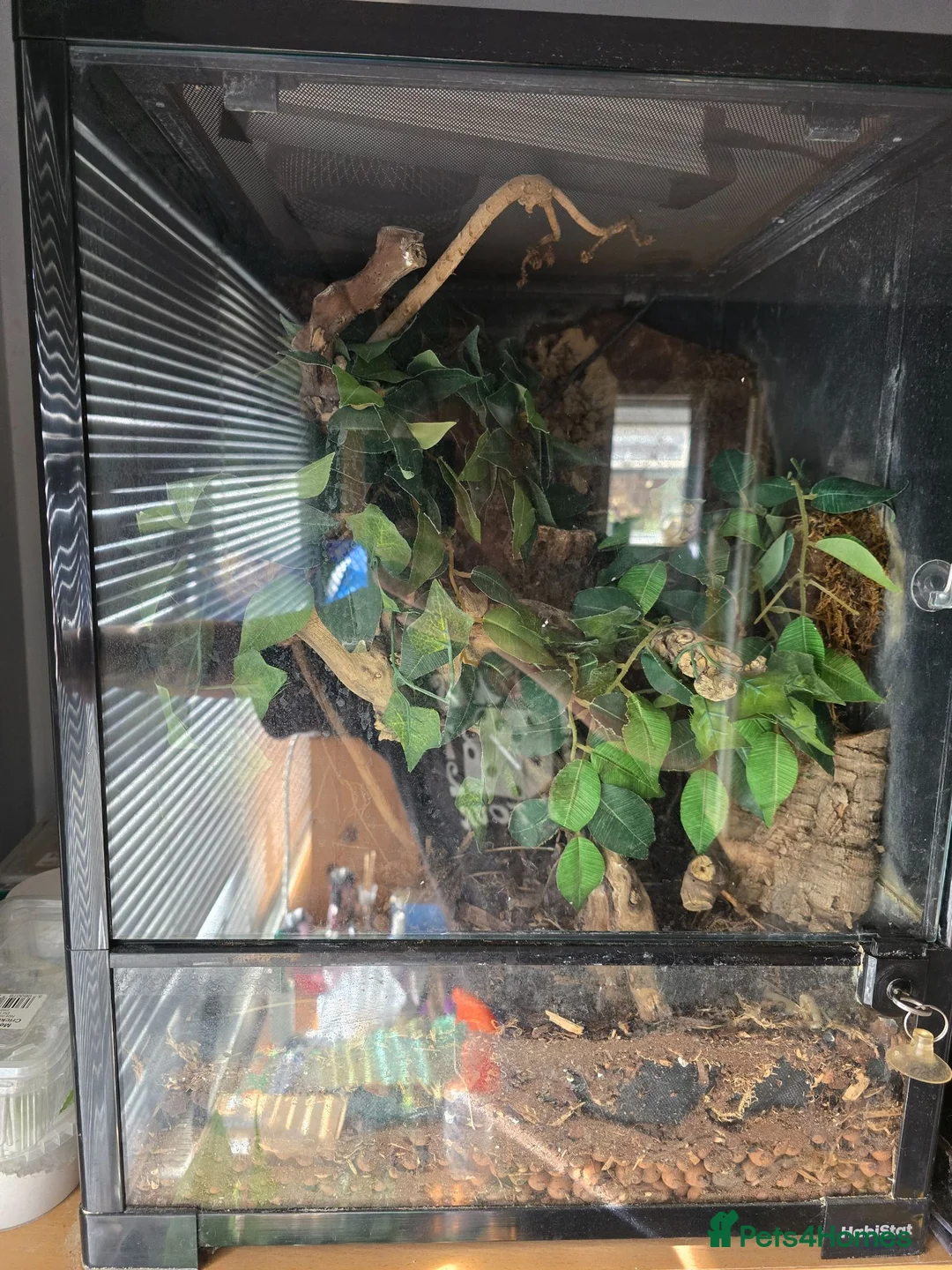 Gecko reptiles for sale: Female gargoyle gecko with full set up - Advert 2