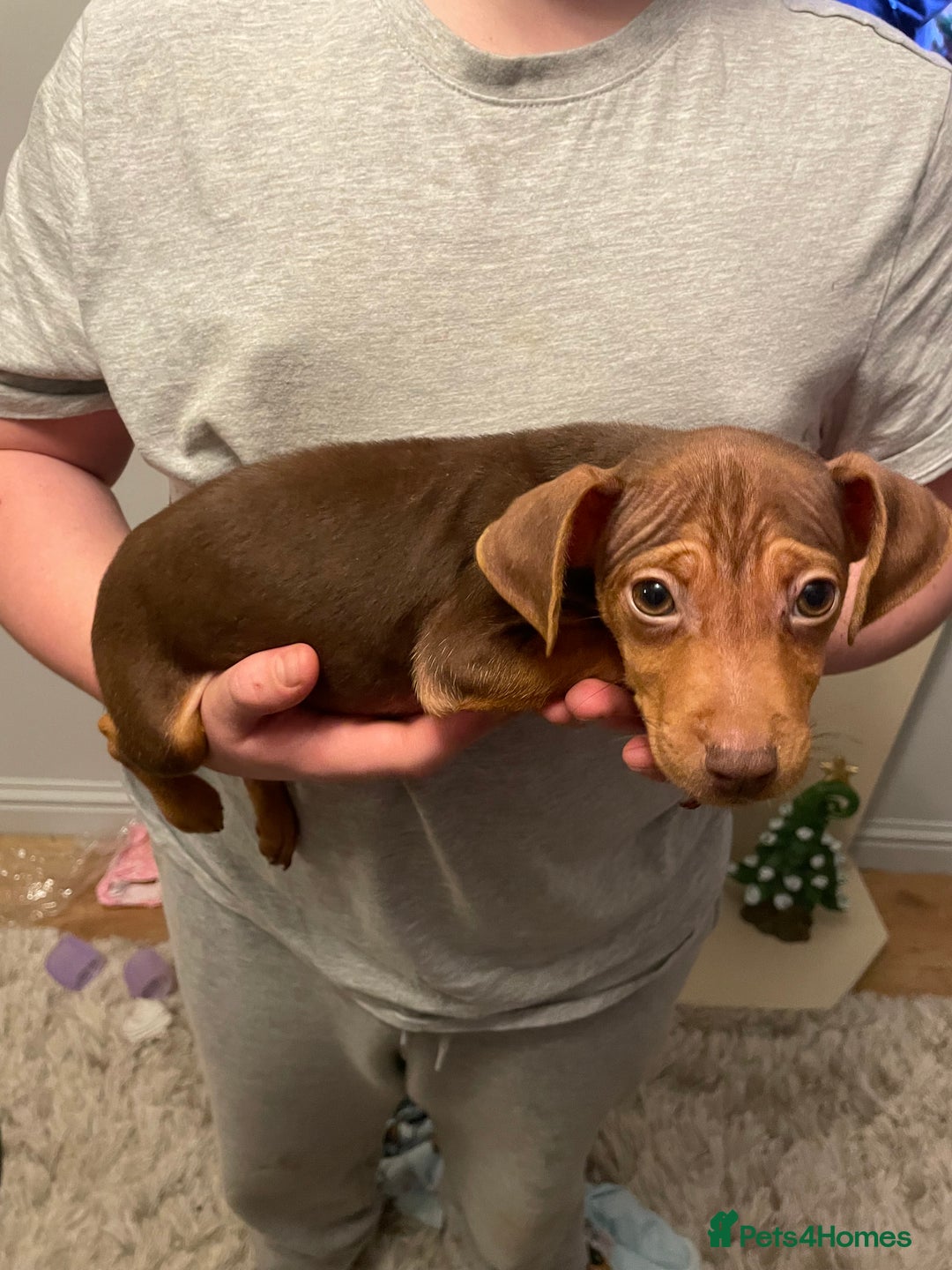 Jack Russell dogs for sale: Jack Russel puppy’s Ready to leave  - Advert 11