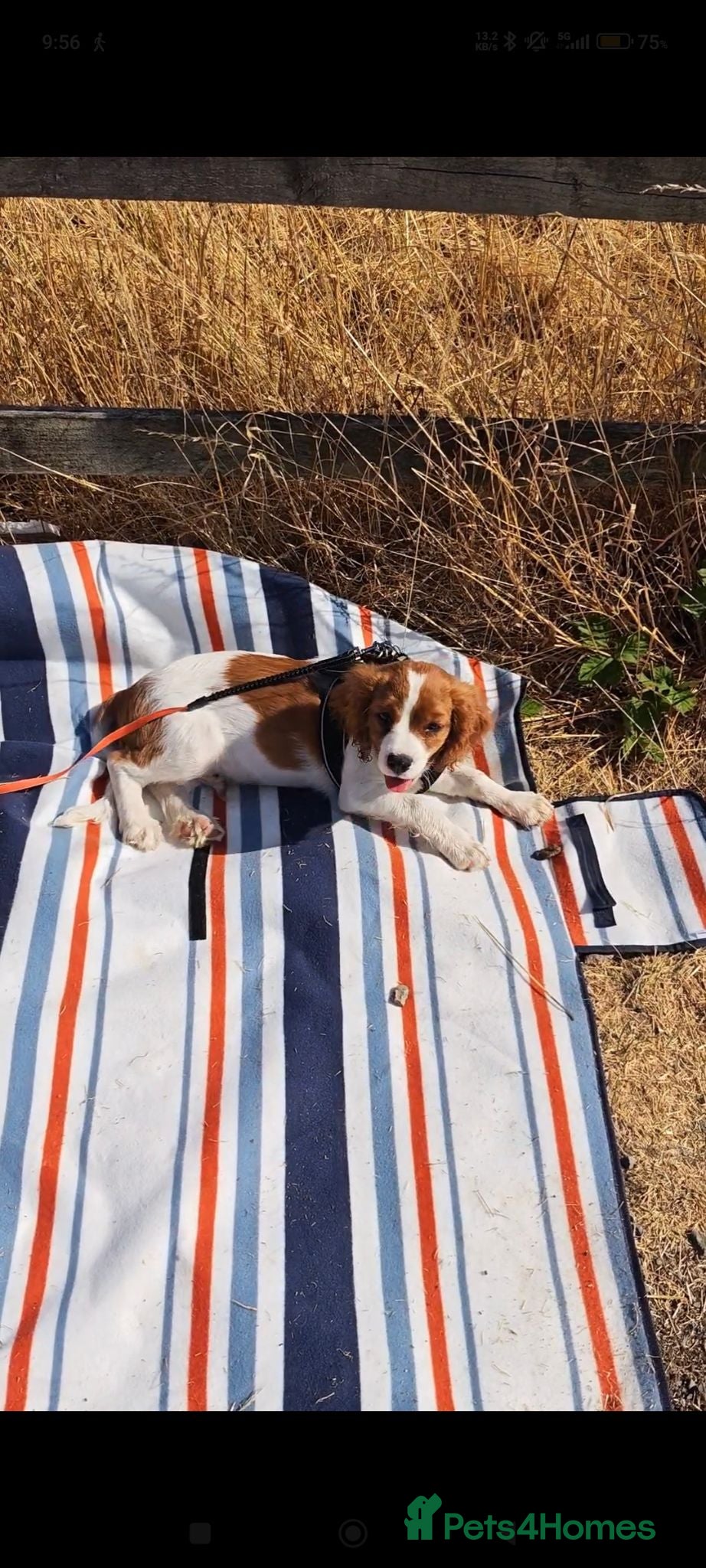 Cavalier King Charles Spaniel dogs 15 week old KC registered fully vaccinated male - Advert 4