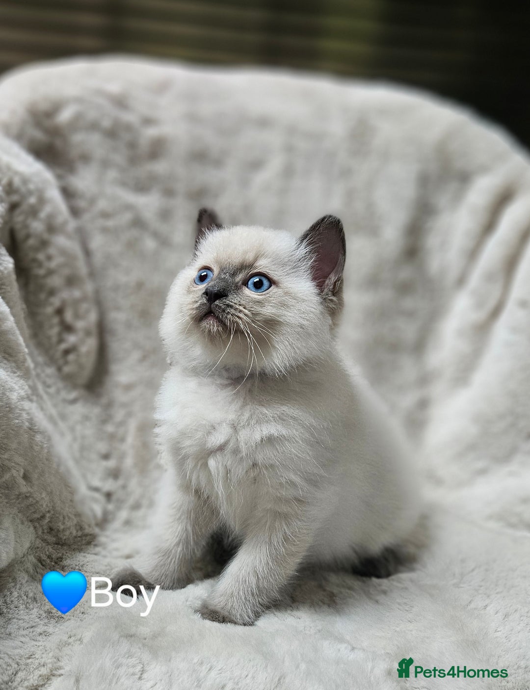 Ragdoll cats for sale: PURE RAGDOLL KITTENS 💜💙💚🤎 - Image 7