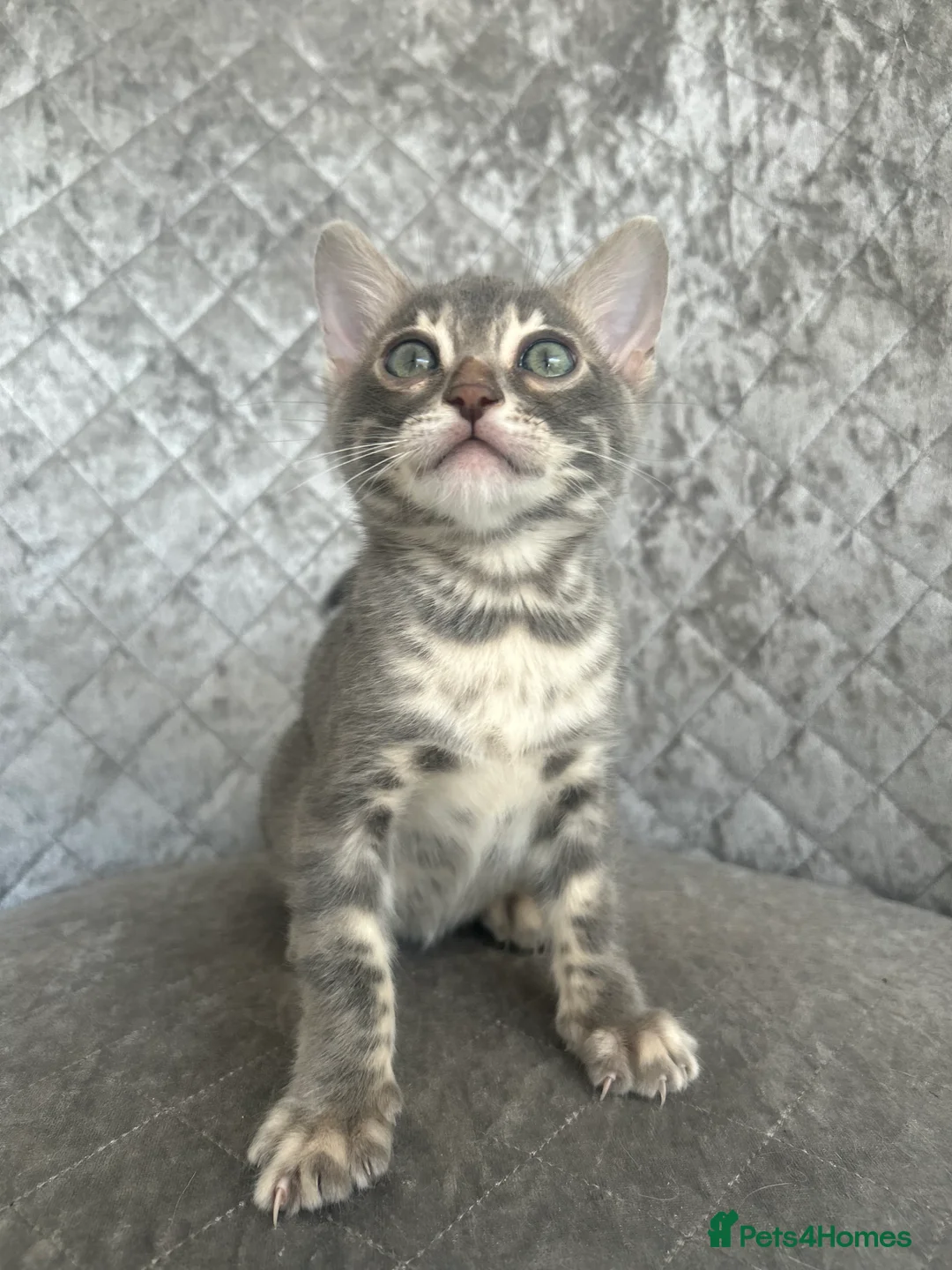 Bengal cats for sale: 💙Beautiful Blue Bengal Kittens - TICA Reg 💙 - Advert 18