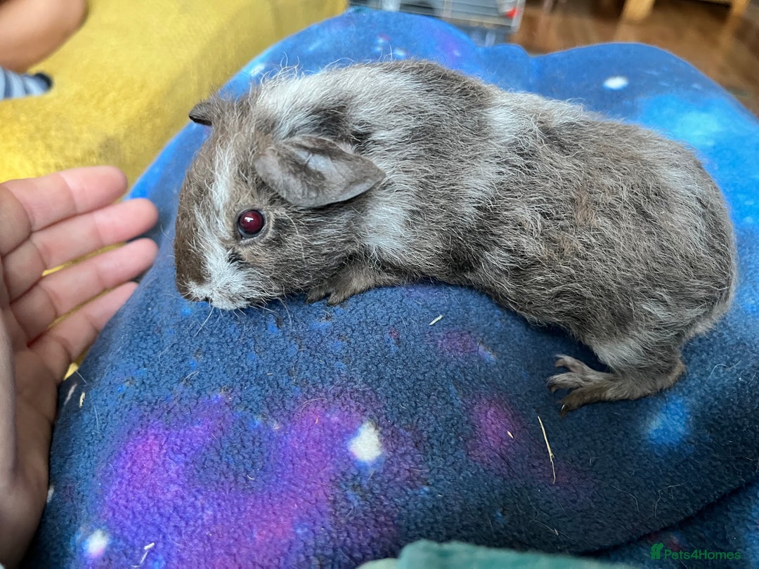 Guinea Pig rodents for sale: Lakeland Werewolf Skinny baby guinea pigs - Image 10